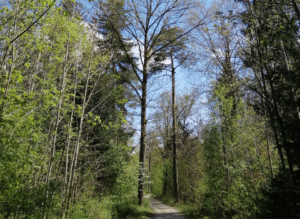 Berglwald4
