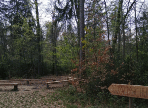 Berglwald-a